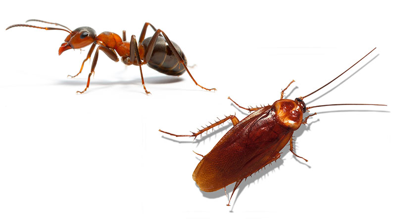 Cockroach and Ant Control Mumbai